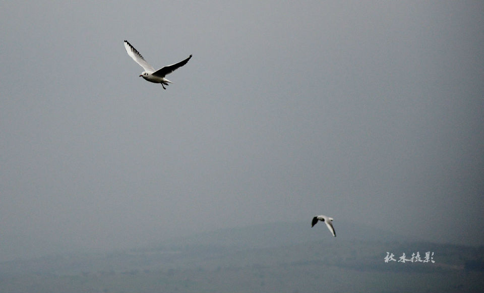 海鸥在加利利湖面上飞翔，和远处若隐若现的戈兰高地，曾经是六日战争和赎罪日战争的地方，目前也是以色列的国防线